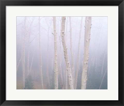 Framed Aspens In The Fog Print