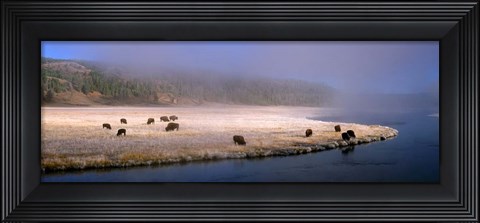 Framed Bison Along the Firehole Print