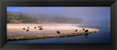 Framed Bison Along the Firehole Print