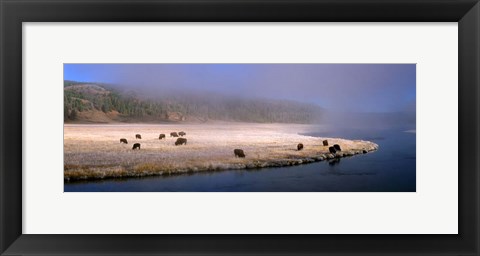 Framed Bison Along the Firehole Print