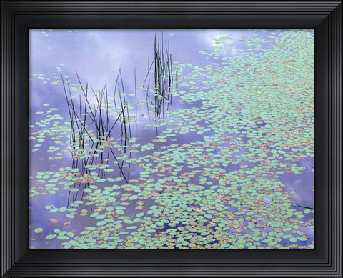 Framed Damselfly and Lily Pads Print