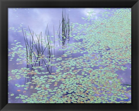 Framed Damselfly and Lily Pads Print