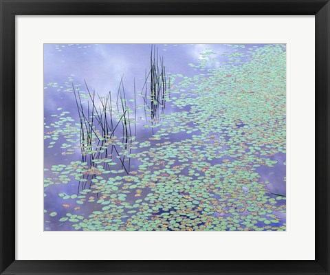 Framed Damselfly and Lily Pads Print