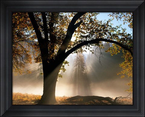 Framed Sunrays Through the Fog Print