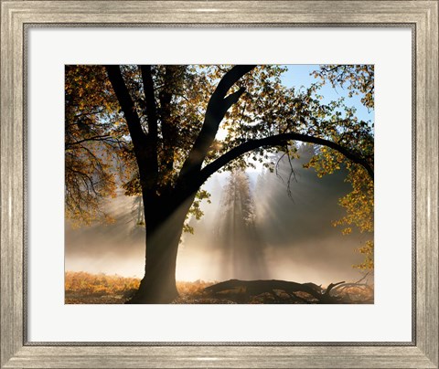 Framed Sunrays Through the Fog Print