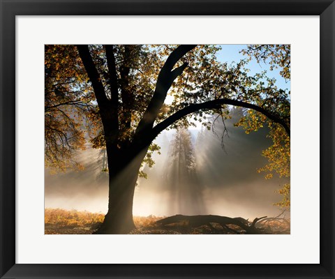 Framed Sunrays Through the Fog Print