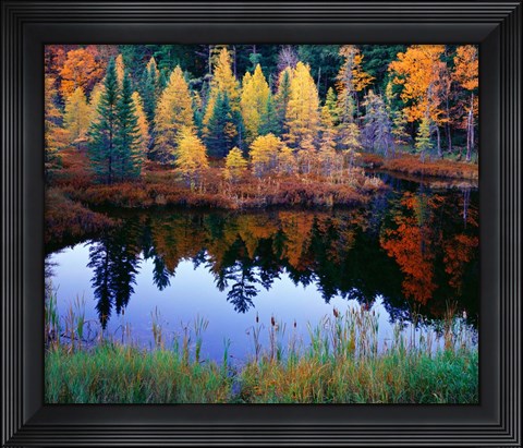 Framed Tamarack Reflections Print