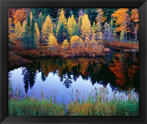 Framed Tamarack Reflections Print