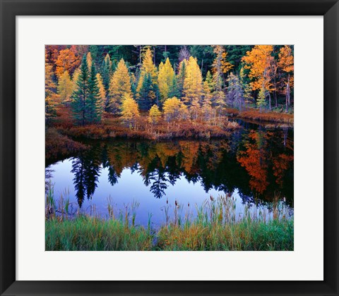 Framed Tamarack Reflections Print