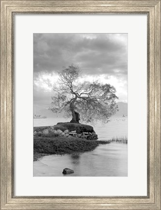 Framed Coastal Oak Series No. 1 Print