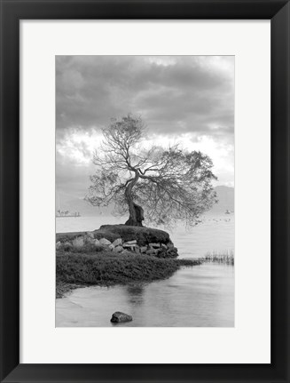 Framed Coastal Oak Series No. 1 Print