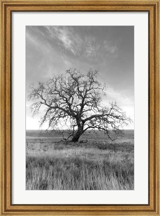 Framed Coastal Oak Series No. 12 Print
