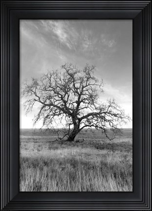 Framed Coastal Oak Series No. 12 Print