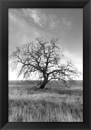 Framed Coastal Oak Series No. 12 Print