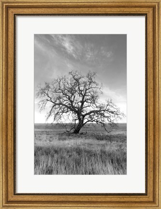 Framed Coastal Oak Series No. 12 Print