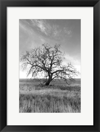 Framed Coastal Oak Series No. 12 Print