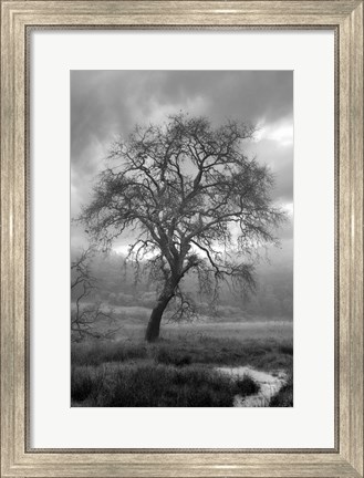 Framed Coastal Oak Series No. 13 Print