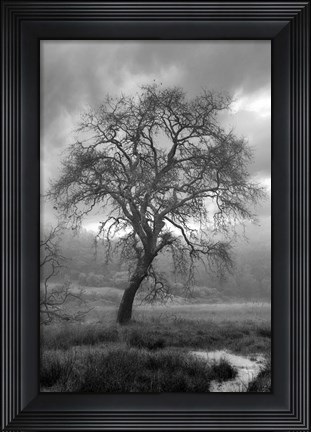 Framed Coastal Oak Series No. 13 Print