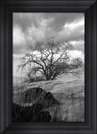 Framed Coastal Oak Series No. 16 Print