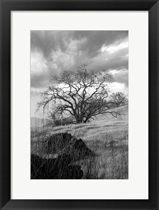 Framed Coastal Oak Series No. 16 Print