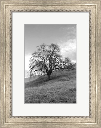Framed Coastal Oak Series No. 17 Print