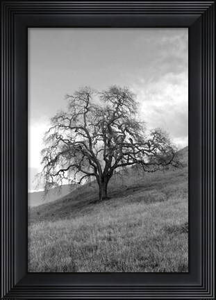 Framed Coastal Oak Series No. 17 Print