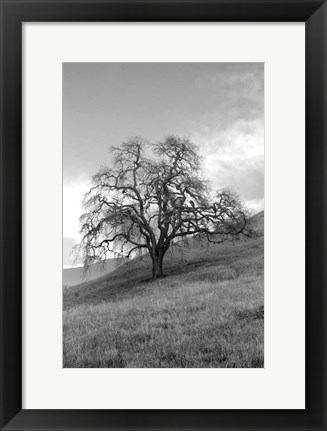 Framed Coastal Oak Series No. 17 Print