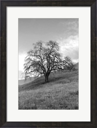 Framed Coastal Oak Series No. 17 Print