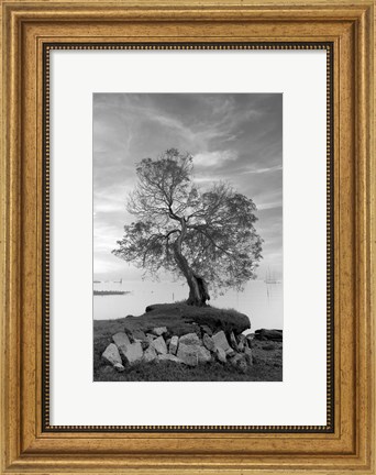 Framed Coastal Oak Series No. 2 Print