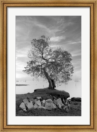 Framed Coastal Oak Series No. 2 Print