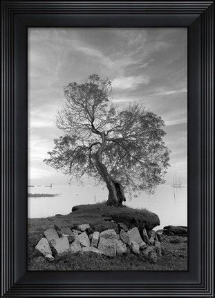 Framed Coastal Oak Series No. 2 Print
