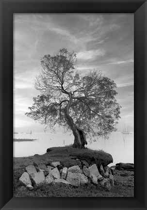 Framed Coastal Oak Series No. 2 Print