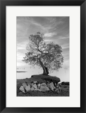 Framed Coastal Oak Series No. 2 Print