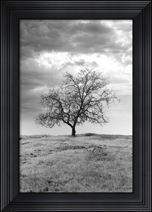 Framed Coastal Oak Series No. 23 Print