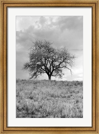 Framed Coastal Oak Series No. 26 Print