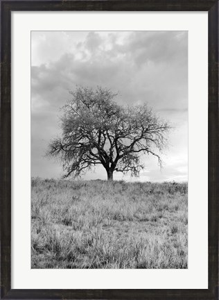 Framed Coastal Oak Series No. 26 Print