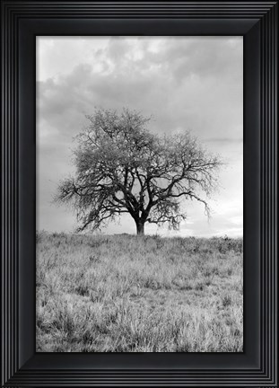 Framed Coastal Oak Series No. 26 Print