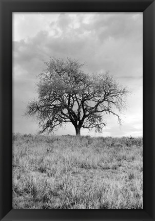Framed Coastal Oak Series No. 26 Print