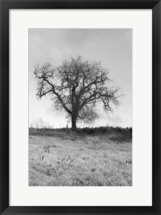 Framed Coastal Oak Series No. 30 Print