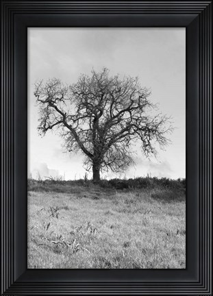 Framed Coastal Oak Series No. 30 Print