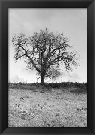 Framed Coastal Oak Series No. 30 Print
