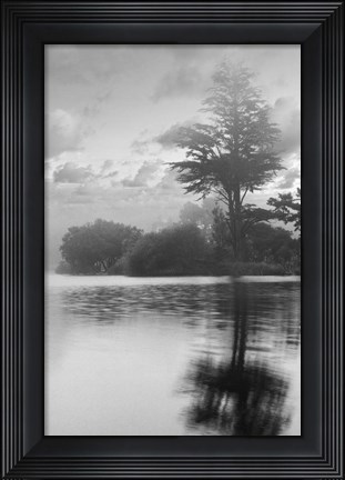 Framed Coastal Oak Series No. 34 Print
