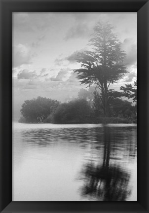 Framed Coastal Oak Series No. 34 Print