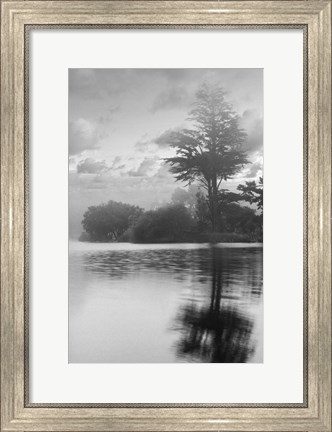 Framed Coastal Oak Series No. 34 Print