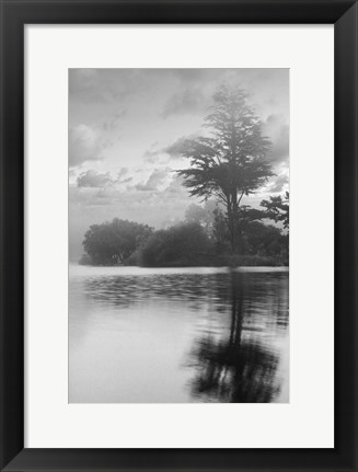 Framed Coastal Oak Series No. 34 Print