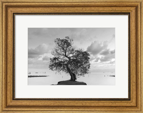 Framed Coastal Oak Series No. 36 Print