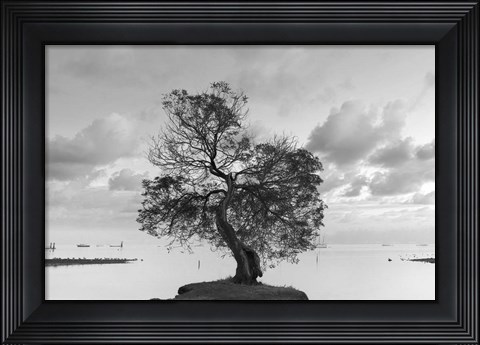 Framed Coastal Oak Series No. 36 Print