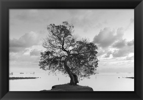 Framed Coastal Oak Series No. 36 Print