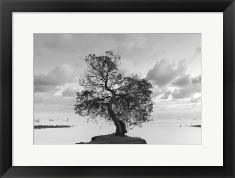 Framed Coastal Oak Series No. 36 Print