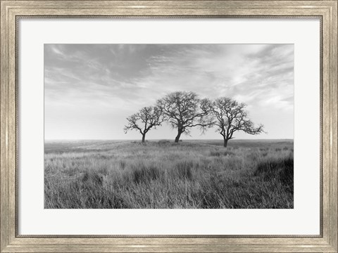 Framed Coastal Oak Series No. 40 Print
